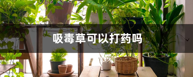 吸毒草可以打药吗