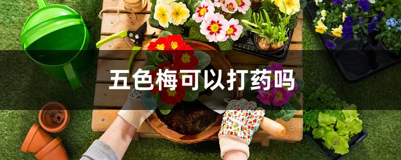 五色梅可以打药吗