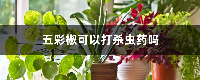 五彩椒可以打杀虫药吗