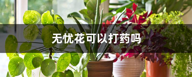 无忧花可以打药吗