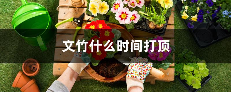 文竹什么时间打顶 文竹什么时间打顶