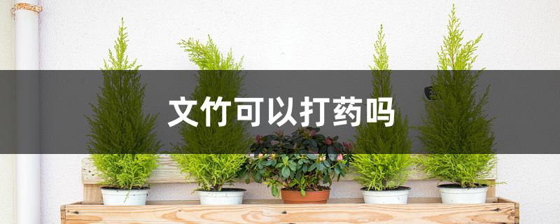 文竹可以打药吗