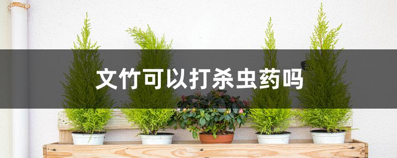 文竹可以打杀虫药吗