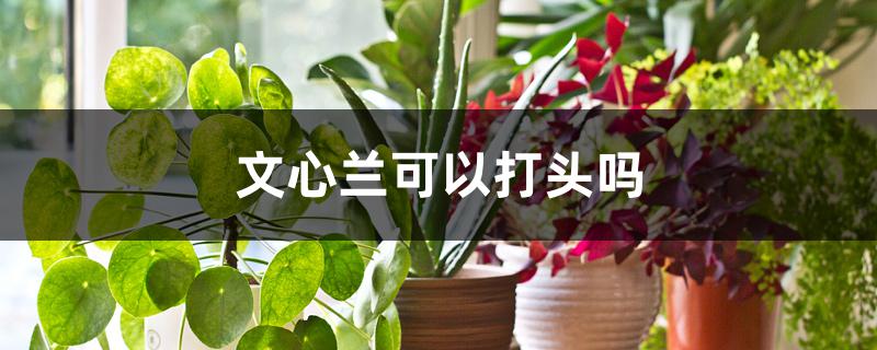 文心兰可以打头吗 文心兰可以打头吗