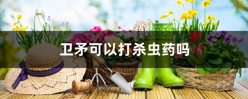 卫矛可以打杀虫药吗 卫矛可以打杀虫药吗