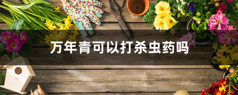 万年青可以打杀虫药吗 万年青可以打杀虫药吗