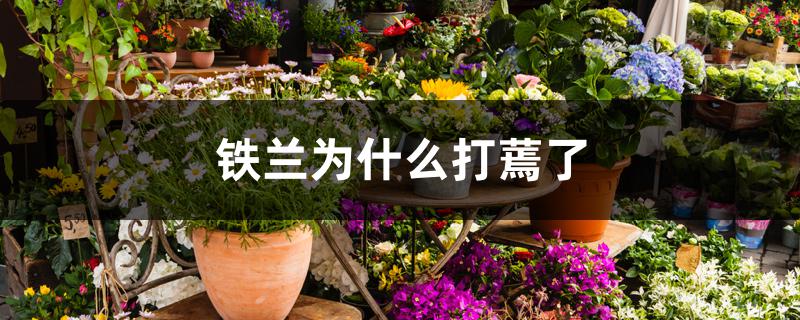 铁兰为什么打蔫了
