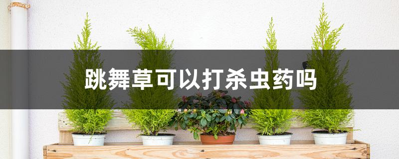 跳舞草可以打杀虫药吗 跳舞草可以打杀虫药吗