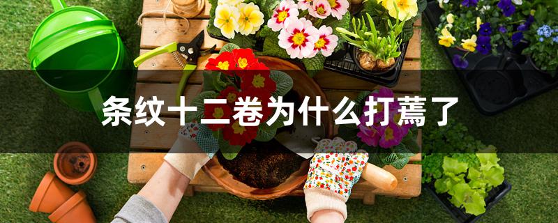 条纹十二卷为什么打蔫了 条纹十二卷为什么打蔫了