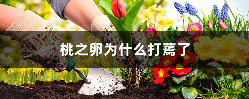桃之卵为什么打蔫了 桃之卵为什么打蔫了