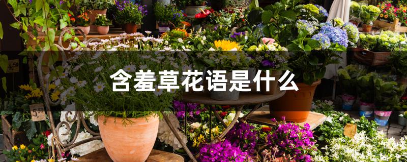 含羞草花语是什么 含羞草花语是什么