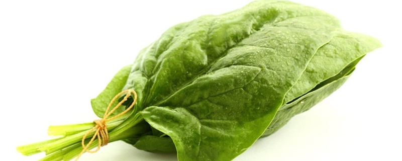 如何种菠菜 如何种菠菜