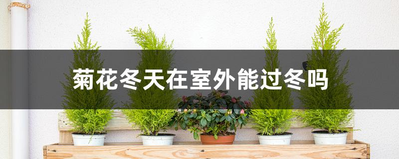 菊花冬天在室外能过冬吗