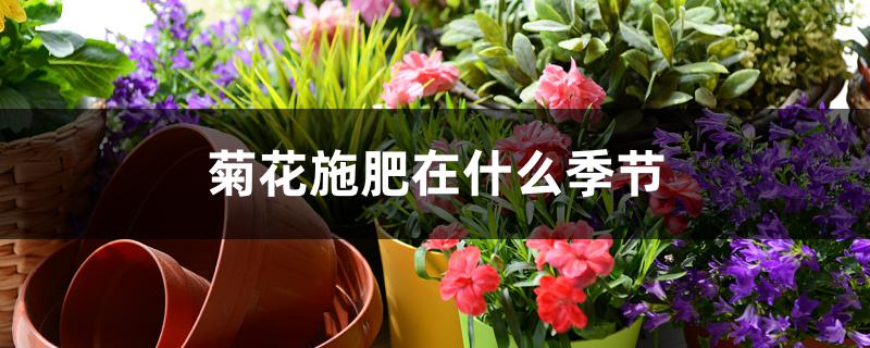 菊花施肥在什么季节