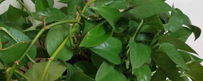 怎么移植绿萝,移植成活率高吗 怎么移植绿萝,移植成活率高吗