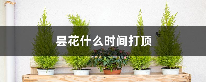 昙花什么时间打顶