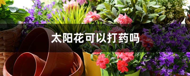 太阳花可以打药吗 太阳花可以打药吗