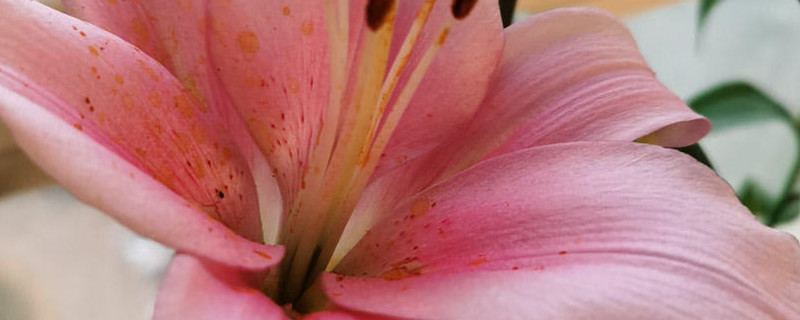 百合开花后种球怎么办，花后处理方法