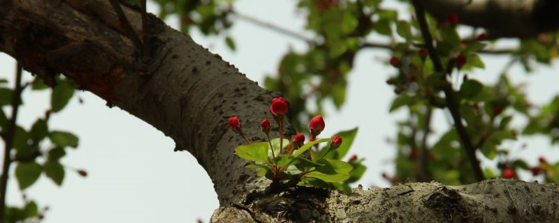 桂花怎么嫁接，嫁接后如何管理