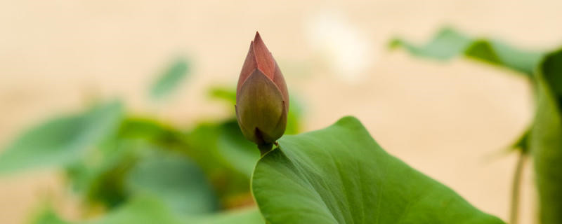 荷花冬天怎么养,会冻死吗 荷花冬天怎么养,会冻死吗