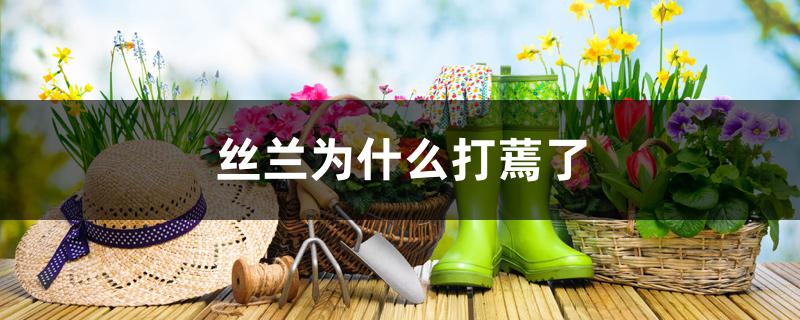 丝兰为什么打蔫了