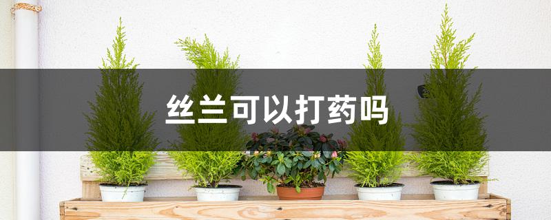 丝兰可以打药吗