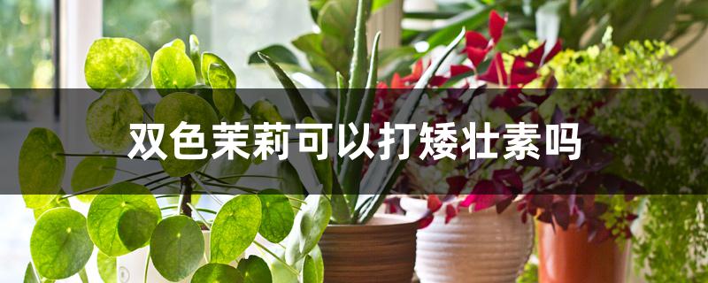双色茉莉可以打矮壮素吗 双色茉莉可以打矮壮素吗