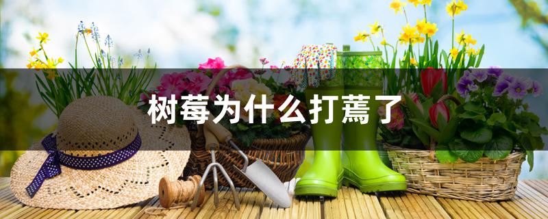树莓为什么打蔫了 树莓为什么打蔫了