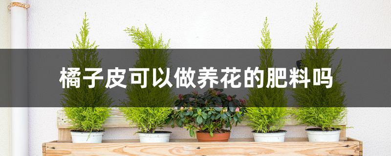 橘子皮可以做养花的肥料吗