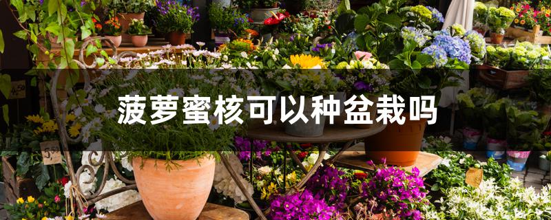 菠萝蜜核可以种盆栽吗 菠萝蜜核可以种盆栽吗