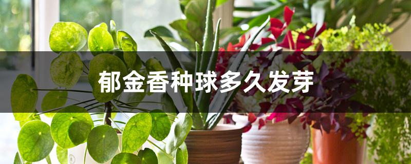郁金香种球多久发芽 郁金香种球多久发芽