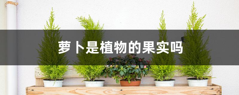 萝卜是植物的果实吗