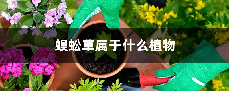 蜈蚣草属于什么植物