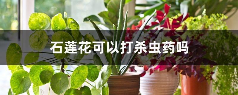 石莲花可以打杀虫药吗