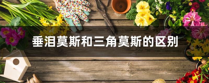 垂泪莫斯和三角莫斯的区别，好养吗
