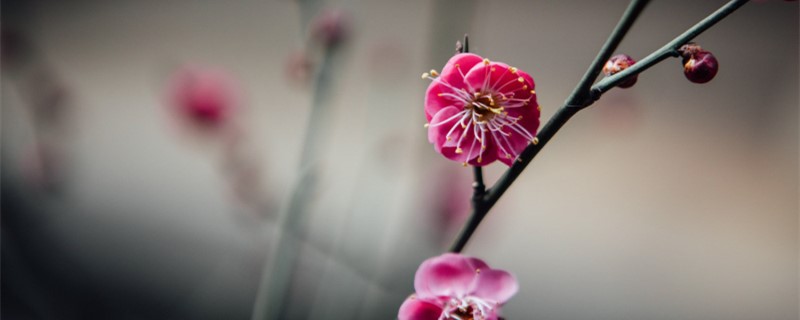 梅花叶子卷缩什么原因，咋办