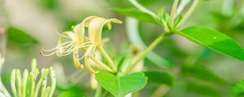 金银花叶子发白怎么办，枝条上生白色的东西