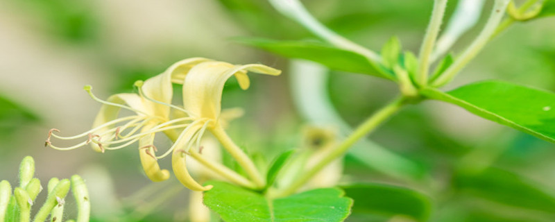 如何栽种金银花老桩，后期如何养护管理