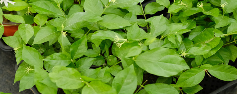 如何让茉莉开花，花期在什么时间