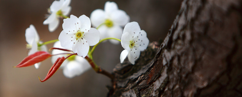 梨花受冻后怎样补救，花期管理要点