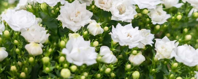 白色风铃花花语，花期在什么时间