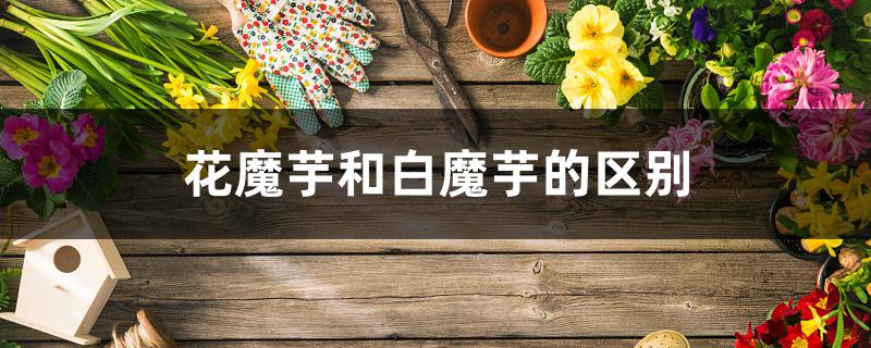 花魔芋和白魔芋的区别,是一种吗 花魔芋和白魔芋的区别,是一种吗