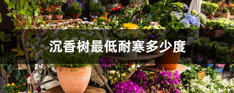 沉香树最低耐寒多少度,怎么过冬 沉香树最低耐寒多少度,怎么过冬