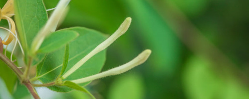 金银花可以吃吗，吃了有什么好处