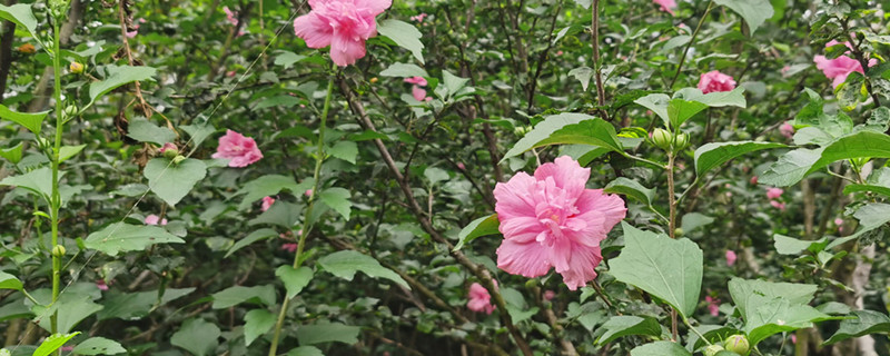 木槿花为什么只开一天，花期如何养护