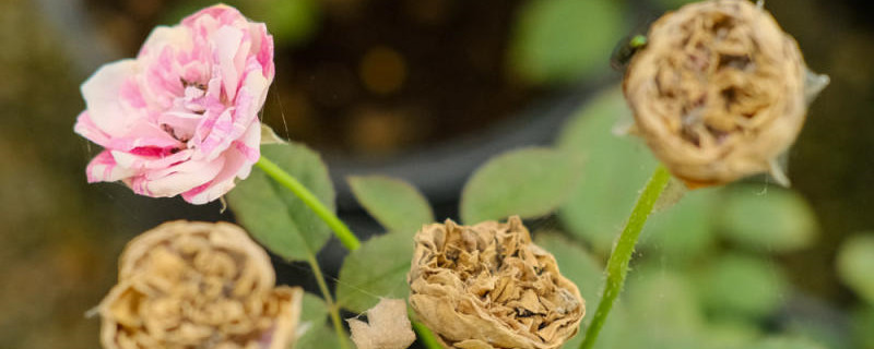 月季花生病了用什么药治疗，如何预防病害