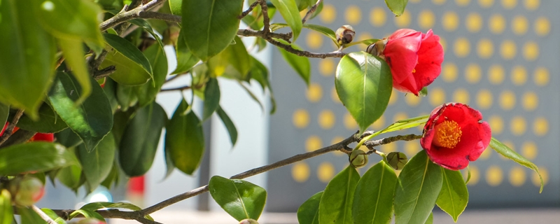 茶花叶尖枯焦是什么原因，干尖怎么办