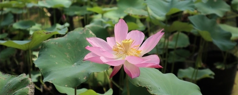 荷花的种植方法和管理，水位有什么要求