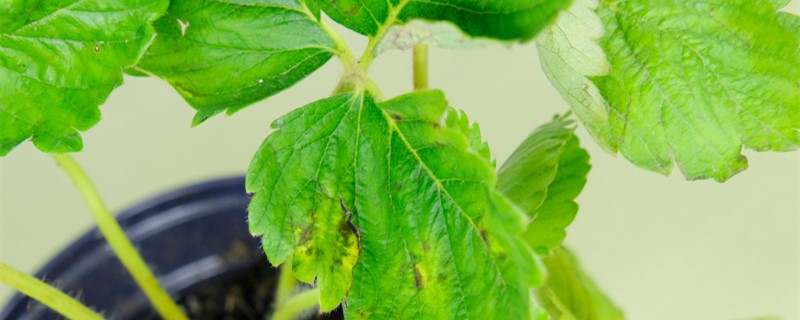 怎样种植草莓，什么时候种植最好