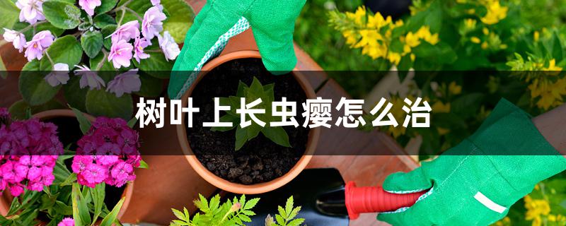 树叶上长虫瘿怎么治，用什么药
